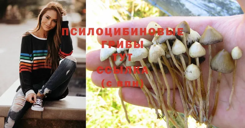 Псилоцибиновые грибы MAGIC MUSHROOMS  Гурьевск 